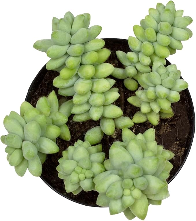 Altman Plants, 3.5" Donkey Tail Succulent Plants Live Succulents Plants Live Indoor Plants Live Houseplants Live Indoor House Plants Indoors Live Plants Indoor, Outdoor Plants Live Succulent Plants