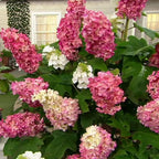 Hydrangea Live Plant, 6-12 Inch Tall, Hardy Flowering Shrub in 2.5" Pot, Outdoor Garden Hydrangea Bush (Ruby Hydrangea)