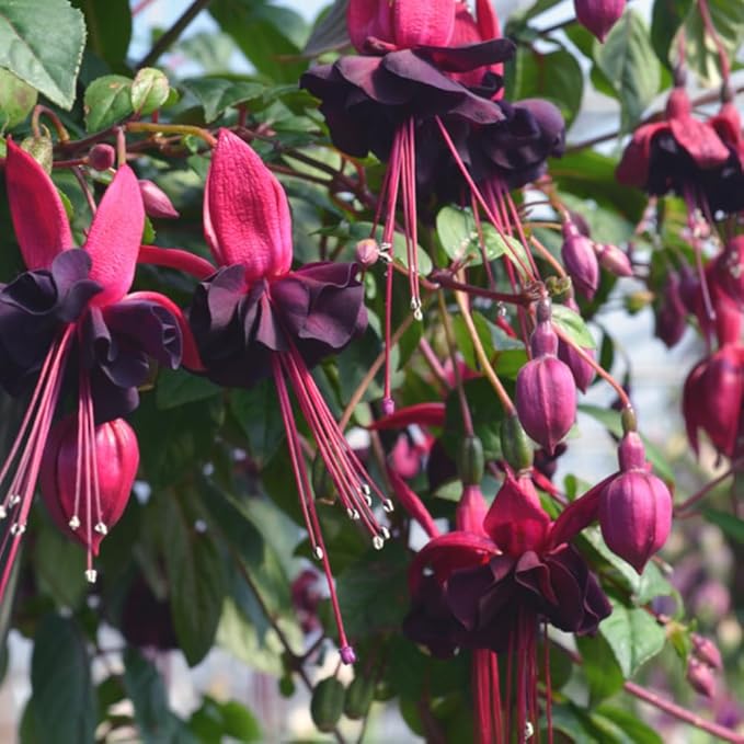 2 Fuchsia Flower Plants, Red Black Fuchsia Plants Well Rooted, 3 to 5 Inch Tall