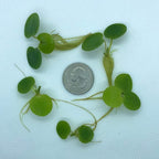 20+ Leaves Amazon Frogbit (+Free Bonus Plant +Invisible Feeding Ring) Live Floating Plant for Aquarium (Limnobium Laevigatum) by Aquarigram