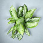 Aglaonema Silver Bay – 10 Inches Grower Pot – Live Indoor/Outdoor Air Purifying Plant – Easy Care Silver Green Foliage for Home and Office Decoration