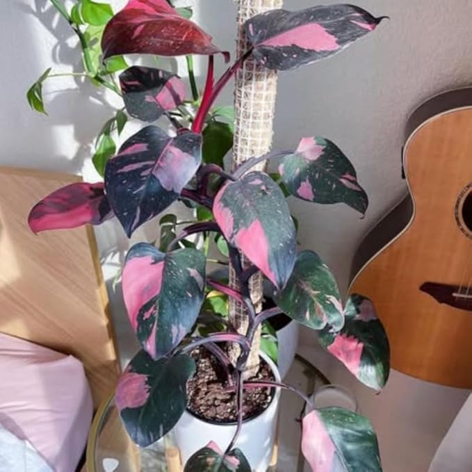 2 Rare Philodendron Live Plants Varieties Collection, Philodendrons Plants Size 5-9 Inc for Indoor Houseplant Décor, Ornamental Tropical Well-Rooted (Pink Princess Philodendron Plants)