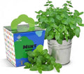 Mint Grow Kit, All-in-One Indoor Herb Garden Kit with Planter, Soil & Seeds, Easy DIY Planting Kit for Kitchen, Grow Your Own Fresh Mint for Tea & Drinks, Beginner Friendly Gardening Gift