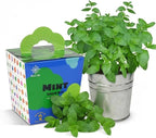 Mint Grow Kit, All-in-One Indoor Herb Garden Kit with Planter, Soil & Seeds, Easy DIY Planting Kit for Kitchen, Grow Your Own Fresh Mint for Tea & Drinks, Beginner Friendly Gardening Gift