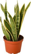 Snake Plant Laurentii | Sansevieria Trifasciata Live Plant for Indoor | Different Houseplants in 4'' & 6'' Pot | Real House Plant for Livingroom | Mother-in-law's Tongue