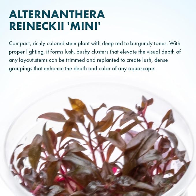 SubstrateSource Live Plant - Alternanthera Reineckii 'Mini' Red Stem Tissue Culture Aquatic Live Aquarium Plant - 100% Snail Free in Vitro Cup (AR Mini)