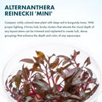 SubstrateSource Live Plant - Alternanthera Reineckii 'Mini' Red Stem Tissue Culture Aquatic Live Aquarium Plant - 100% Snail Free in Vitro Cup (AR Mini)