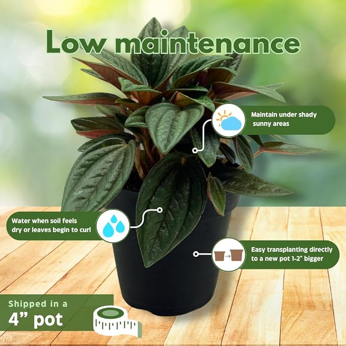 BubbleBlooms Peperomia Rosso in a 4 inch Pot Radiator Plant Caperata