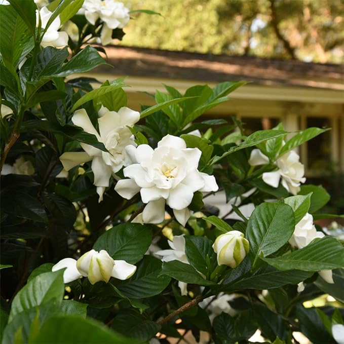 Perfect Plants August Beauty Gardenia Live Plant, 3 Gallon Pot