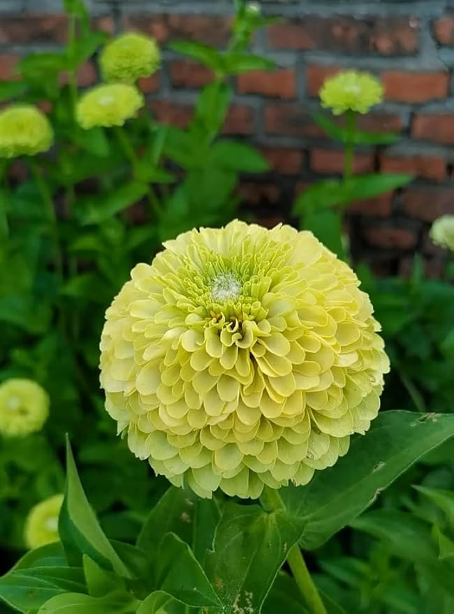 Fresh Premium Green Envy Zinnia Seeds Greens Heirloom Non-GMO Flower Seeds elegans Lime Green Flowers Rare Butterflies Blooms 100pcs
