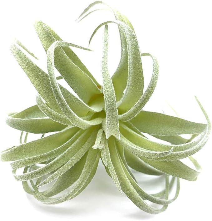 2 PCS Artificial Succulents Plants Real Touch Lifelike Succulants Plants Faux Greenery Plants Garden DIY Home Office Decoration Ornament (Flocking Air Plant)
