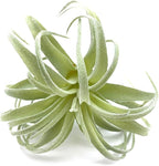 2 PCS Artificial Succulents Plants Real Touch Lifelike Succulants Plants Faux Greenery Plants Garden DIY Home Office Decoration Ornament (Flocking Air Plant)