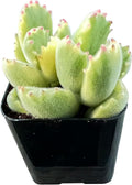 Sprout N Green Variegated Bear’s Paws, Live Succulent Plant Fully Rooted in 2" Pot with Soil, Home Office Indoor Outdoor Wedding Decoration DIY Project, Easy to Care, Keep Away from Pets