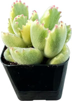 Sprout N Green Variegated Bear’s Paws, Live Succulent Plant Fully Rooted in 2" Pot with Soil, Home Office Indoor Outdoor Wedding Decoration DIY Project, Easy to Care, Keep Away from Pets