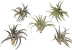 ragnaroc Air Plants - Flowering Tillandsia Harrisii, Large 3-5" - 5ct - Live Arrival Guaranteed - House Plants for Home Decor & Gift