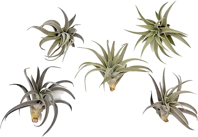 ragnaroc Air Plants - Flowering Tillandsia Harrisii, Large 3-5" - 5ct - Live Arrival Guaranteed - House Plants for Home Decor & Gift