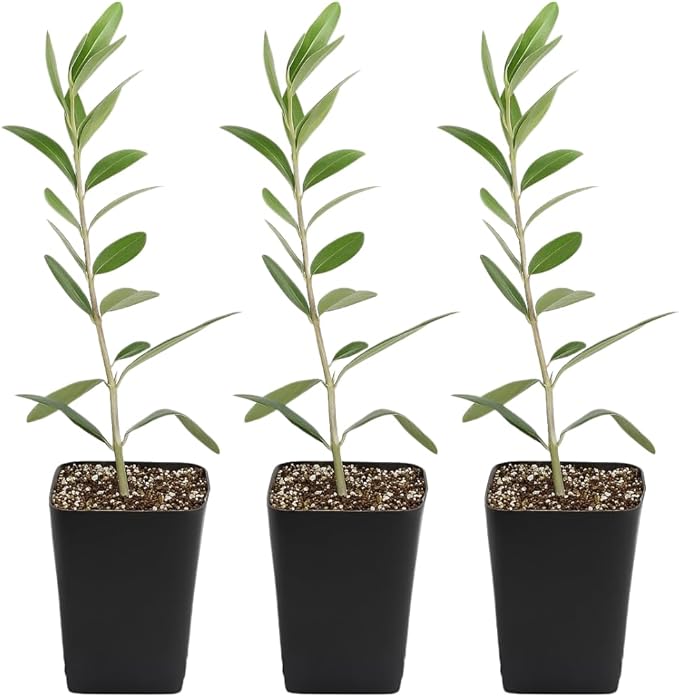 MYSHELFIE Dwarf Olive Tree Starter Plant, 2 Inch Pot, Indoor Outdoor Bonsai (3)