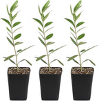MYSHELFIE Dwarf Olive Tree Starter Plant, 2 Inch Pot, Indoor Outdoor Bonsai (3)