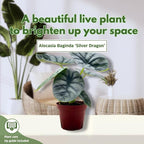 Alocasia Silver Dragon, Super Rare Jewel Alocasia, in 4 inch Pot, Alocasia baginda