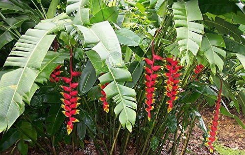 Heliconia Rostrata 'Hanging Lobster Claw/Bird of Paradise' Live Plant Growing Rhizome Tropical Plant