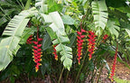 'Hanging Lobster Claw' Heliconia Rostrata Live Plant Bird of Paradise Tropical Plant