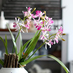 3pcs Artificial Cymbidium Orchid Flowers that Look Real, Faux Pink Orchid Stems with Roots for Vases, Cymbidium Stems for Home Office Farmhouse Indoor Tables Centerpieces Decor (Pink)