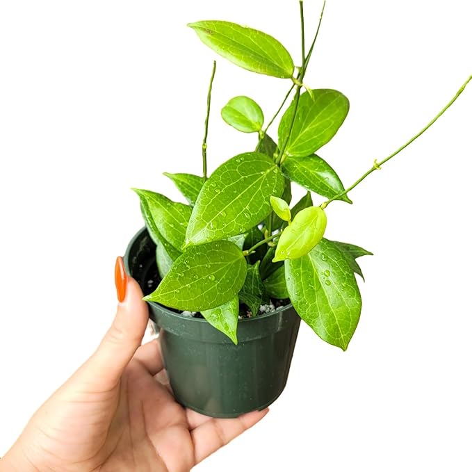 Hoya Fitchii - Rare & Easy-to-Care Wax Plant | Stunning Veined Foliage | Indoor Air Purifying Plant | Live Houseplant | CA Seller (Multiple Plants/Stems, 6" Hanging Pot)