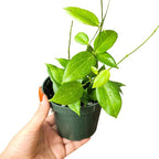 Hoya Fitchii - Rare & Easy-to-Care Wax Plant | Stunning Veined Foliage | Indoor Air Purifying Plant | Live Houseplant | CA Seller (Multiple Plants/Stems, 6" Hanging Pot)