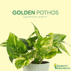 Thorsen's Greenhouse Golden Pothos, Live Indoor Vining Plant, Easy to Grow, Variegated Houseplant, Natural Air Purifier (3 Pack Nursery Pots, 4-inch Pot)
