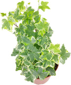 Golden English Ivy (4" Grower Pot) - Air Purifying and Live Healthy Houseplant - Easy to Grow, Easy to Care Indoor Houseplant