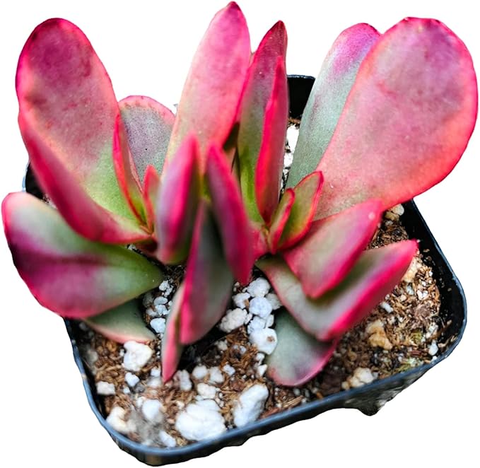 Live Succulent Cactus Plants from USKC (2" Pot) (Crassula Platyphylla Variegated)