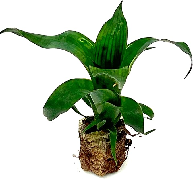 ragnaroc Live Plants – Bromeliad Vrisea Gigantea Nova, 4-8" 2" Plug - 1ct - Live Arrival Guaranteed - House Plants for Home Decor & Gift