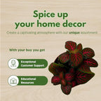 BubbleBlooms Red House Plants Foliage Assortment Set of 3 in 2 inch pots