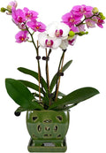 W&W Orchid Pot with Holes and Saucer for Repotting, Seagreen, 5.5"