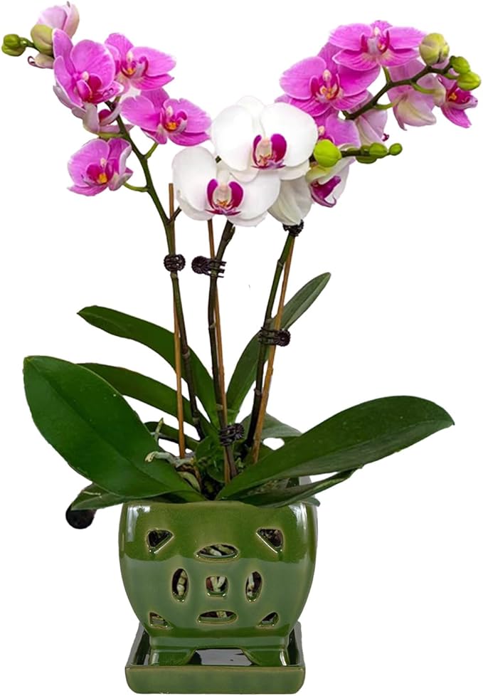 W&W Orchid Pot with Holes and Saucer for Repotting, Seagreen, 5.5"