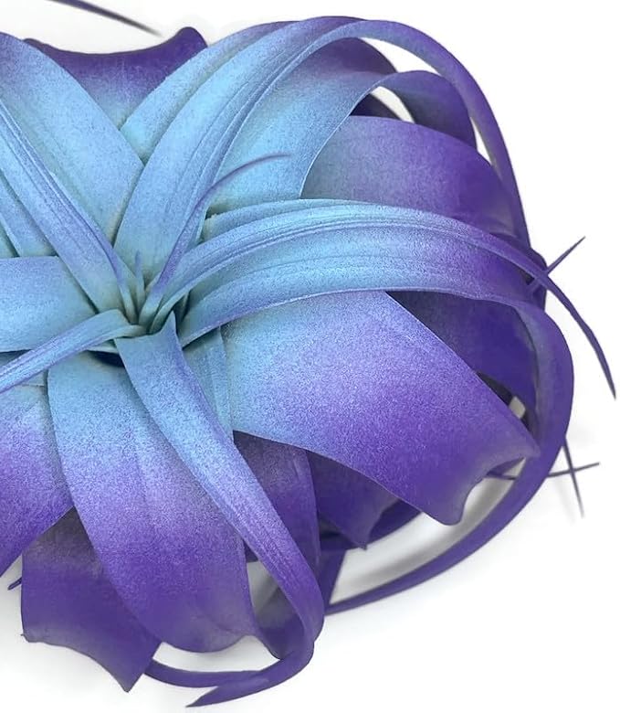XL Xerographica Colored Air Plant, Live Tillandsia House Plant, Easy Care Indoor Outdoor, Great Gift, Healthy Arrival Guaranteed (Rainbow #5)