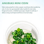 SubstrateSource Live Plants – Anubias Mini Coin (Anubias sp.) – Low Light, Bright Green Color, Foreground to Midground Aquarium Placement for Beginner, Small Rounded Leaf - Tissue Culture, 1 Pack