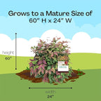Southern Living 2 Gal. Blush Pink Nandina Shrub