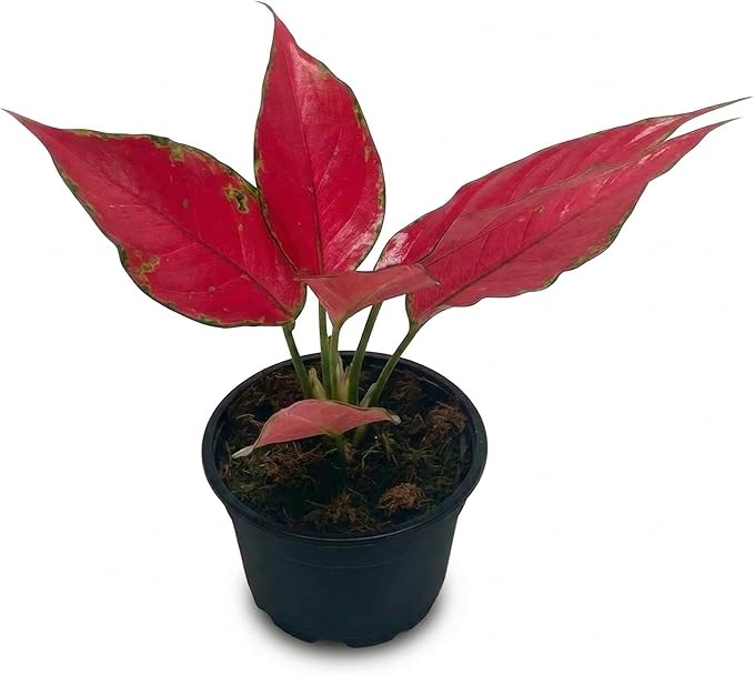 Chinese Evergreen 'Ruby Garuda' (4 inch) - Lucky Houseplants - 4/6 inch Unique Live Decorative Houseplants - Easy to Care Indoor Plants, Perfect for Office, Home & Feng Shui Decor