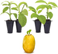 Passion Fruit Giant Granadilla (4 Pack) Live for Sale | Easy to Grow Plants | Edible Fruit Plant for Sustainable Living | Grow Your own Food on Your Edible Organic Garden| Live for Planting|
