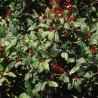 RedCrocus Sparkleberry Winterberry Ilex verticillata- Vibrant Red Berries, Deciduous Shrub, Attracts Pollinators, Deer Resistant, Container Friendly, Pet Safe, Ideal for Gardens 3 Gallon