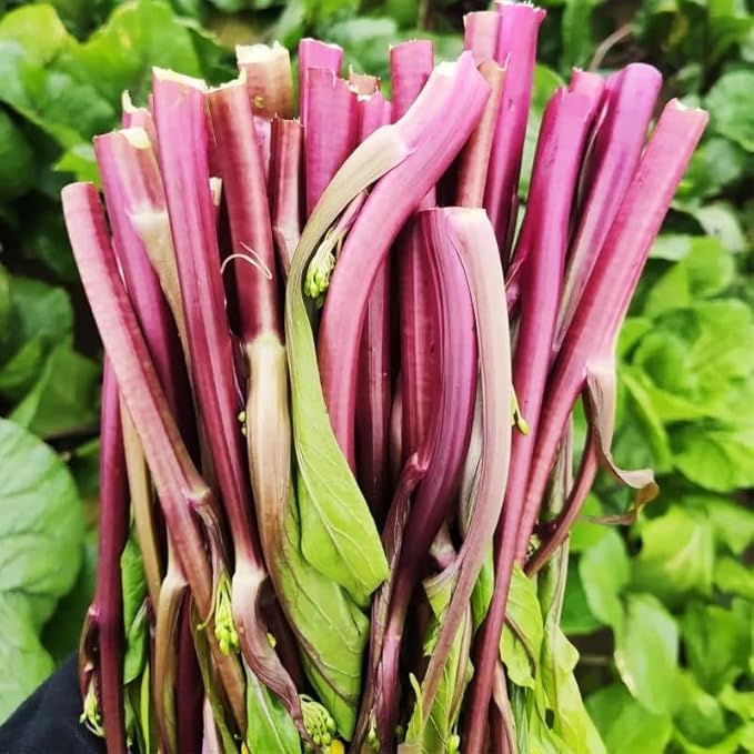 500+ Organic Kale Seeds for Plating Outdoors Plan Your Vegetable Kale in Containers Gardening Growing by Season