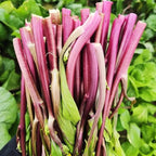 500+ Organic Kale Seeds for Plating Outdoors Plan Your Vegetable Kale in Containers Gardening Growing by Season