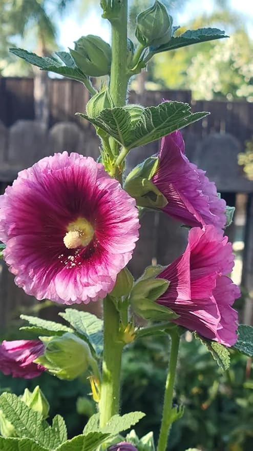 50pcs Hollyhock Queeny Purple Flowers Seeds Heirloom Flower Perennial