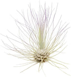 Purple Colorful Tillandsia Air Plants - Long Lasting Color Enhanced Live Tillandsia Succulent House Plants - Home and Garden Decor - Easy Care Indoor and Outdoor (Argentea Thin, Pack of 3)