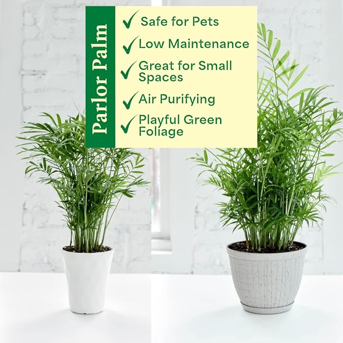 Thorsen's Greenhouse Parlor Palm Plant, Live Indoor Plant, Neanthe Bella Palm, Natural Air Purifier, Easy to Grow, Pet Safe Plant, 6-inch Diameter Pot (Navy (6" Pot))