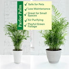 Thorsen's Greenhouse Parlor Palm Plant, Live Indoor Plant, Neanthe Bella Palm, Natural Air Purifier, Easy to Grow, Pet Safe Plant, 6-inch Diameter Pot (Chocolate (6" Pot))