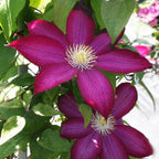 Burgundy Red Clematis Vine Live Plant Clematis Flower Perennial Starter Plant in 2.5 Inches Pot