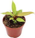 Philodendron Prince of Orange - 4" Pot from California Tropicals