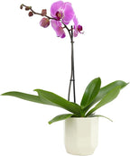 Purple Phalaenopsis Live Orchid Plant Lover Gift & White Orchid Pot, 20-24" Tall, Live Plant Gift, Fresh Orchids Plants Live House Plants, Live Plants Indoor Plants Live Houseplants by Plants for Pets